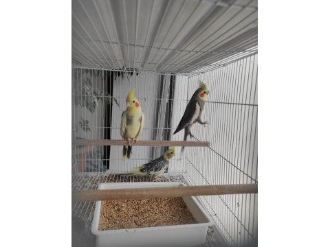 11 aylık dev sultan papağanlar