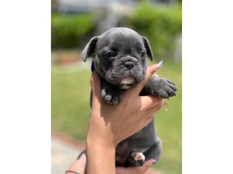 Mini boy erkek bulldog