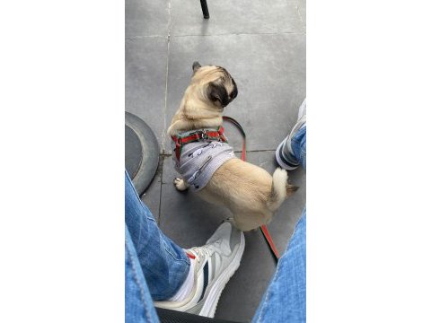 5 aylık dişi pug