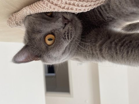 9 aylık eğitimli british shorthair (cins kedi)
