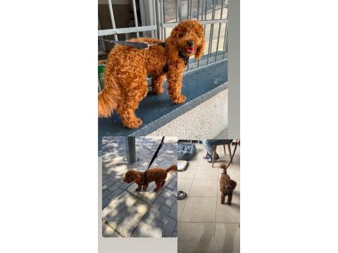 Toy poodle erkek köpeğimiz