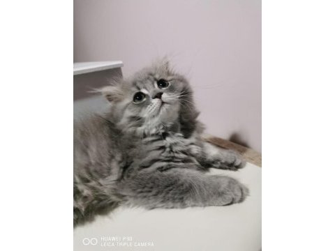 Dünya tatlısı scottish fold yavrular sahiplerini bekliyor
