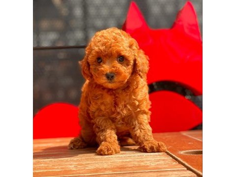 Toy poodle yavrular