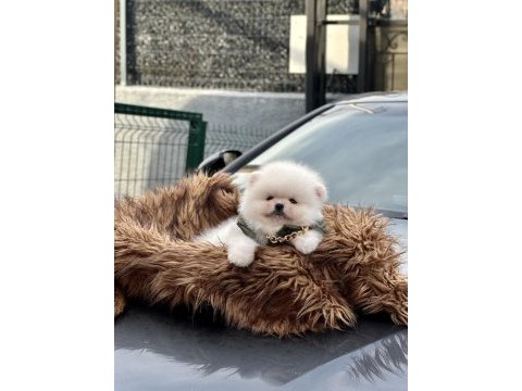 Üst kalite ayı surat pomeranian boo yavrular
