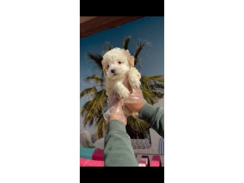 F1 maltipoo minyatür