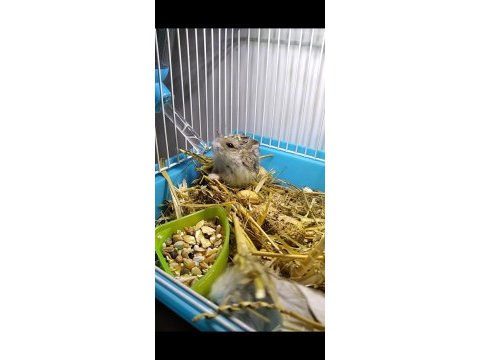 Yavru gonzales hamster