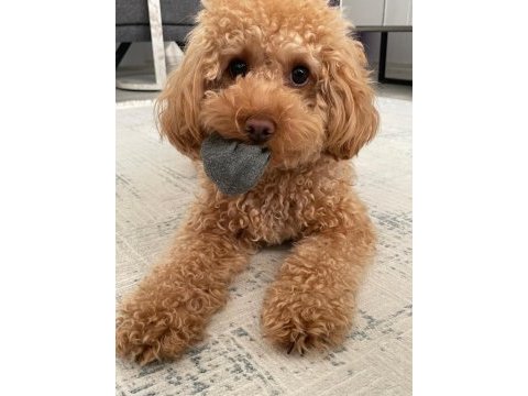 2 yaşında eğitimli toy poodle