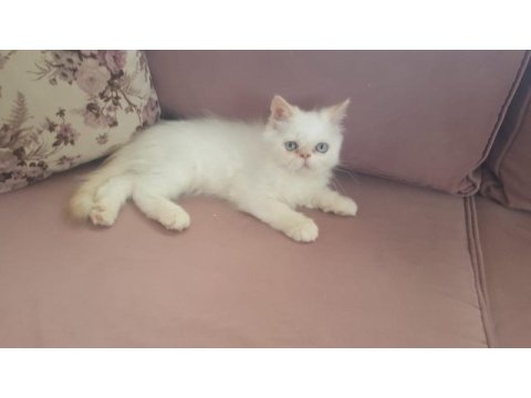 Süt oğlan iran kedisi