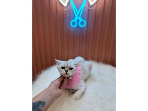 Blue point silver cins kedi