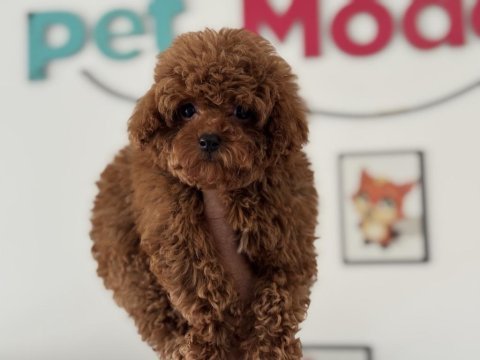 Petmode köpek çiftliğinde ziyarete açık tea cup poodle