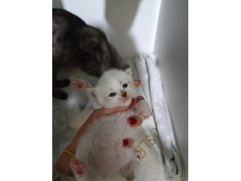 4 adet bebiş dişi ve erkek karışık kediler