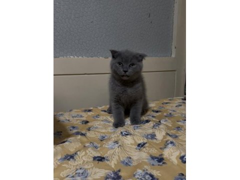 Gri erkek yavru scottish fold