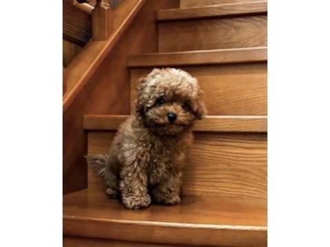 Toy poodle yavrusu