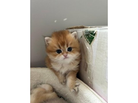 Evinize mini aslan british longhair geliyor golden ny12