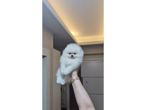 Ayıcık yüz orijinal ırk pomeranian boo