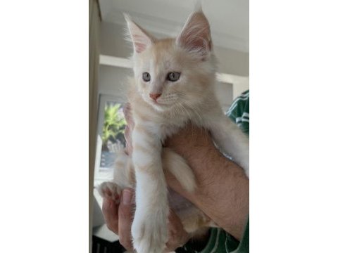 Dünyanın en güzel maine coon yavruları burada!
