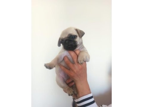 Pug yavruları a kalite tüm illere gönderim