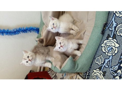 British shorthair yavrularımız yeni yuvasını arıyor