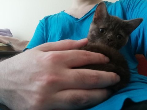 Scottish fold minnoş ev arıyor