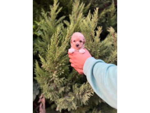 Maltipoo yavrularımızı canlı görerek alabilirsiniz