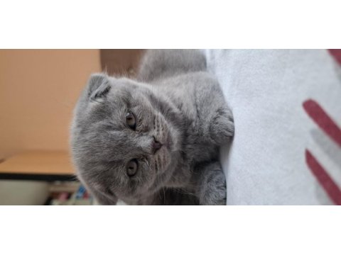 Scottish fold yavru kediler