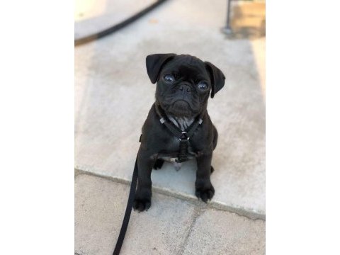 Erkek 2 aylık pug sahiplendirilecektir