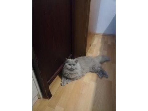 1.5 yaşında british longhair