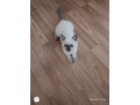 Blue point british shorthair