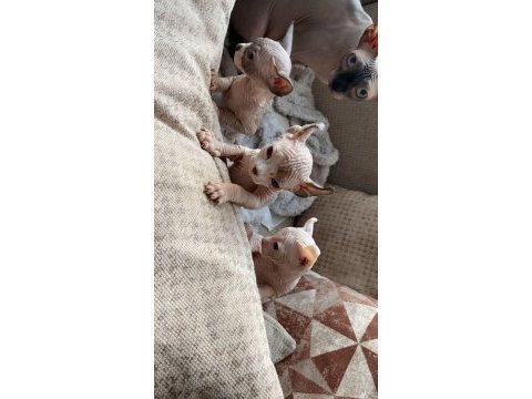 Hemen sahiplendirilecek sphynx yavrularımız