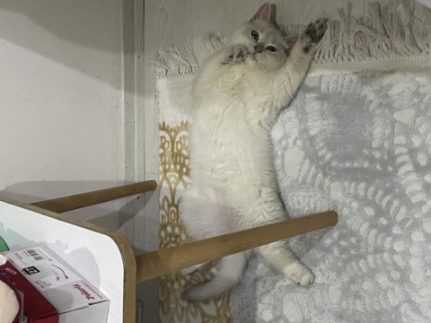 7 aylık british shorthair