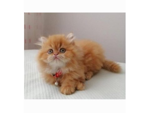 Portakal şekeri bebek iran kedisi