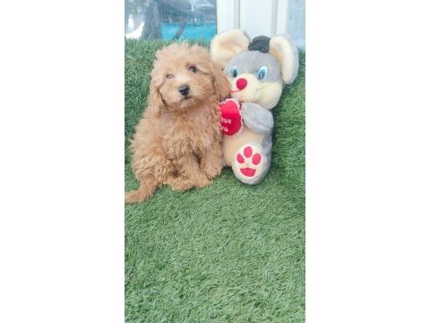 Sahiplendirme toy poodle 65 günlük