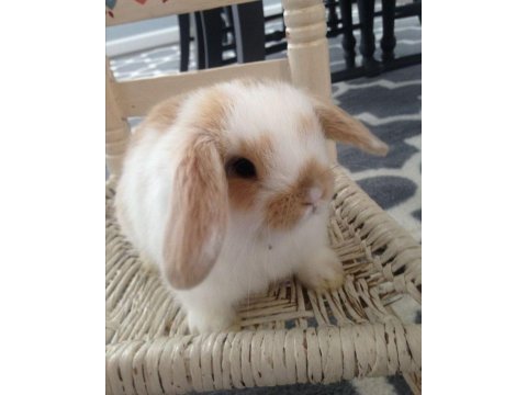 Lop tavşanlarımız gün içi gönderim mevcut