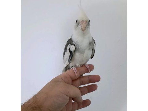 White face konuşan erkek sultan papağanı