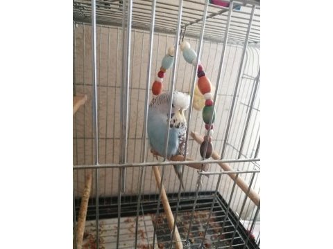 Kalite muhabbet kuşu beslemek isteyene