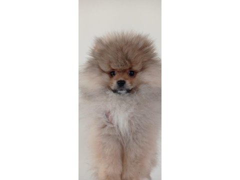 Teddy bear safkan erkek pomeranian
