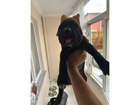 Cane corso estetikli 1 aylık