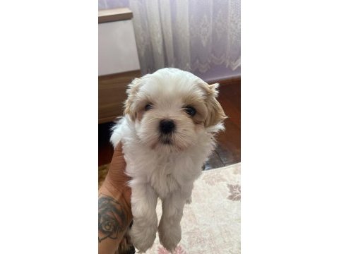 Muhteşem güzellikteki shih tzu yavrular 