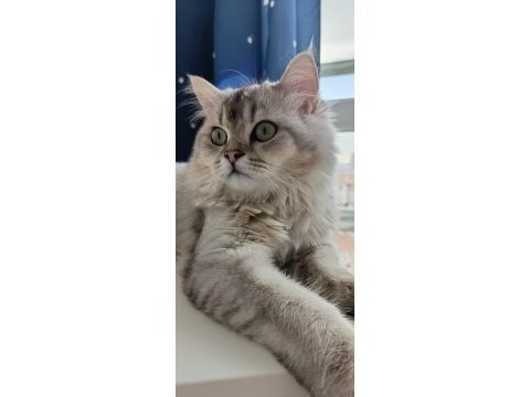Ücretsiz sahiplendirebilecek chinchilla