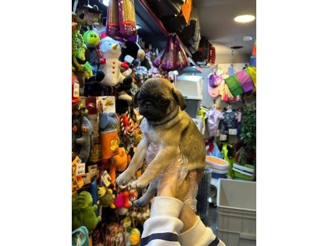 Aron güvencesi ile yurt dışı girişli safkan pug