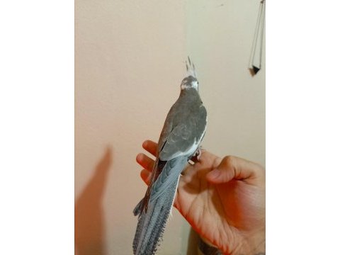 50 günlük full evcil renk güzeli sultan papağanı