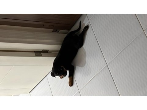 3 aylık dişi rrottweiler yavrumuz