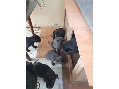 Safkan cane corso yavruları