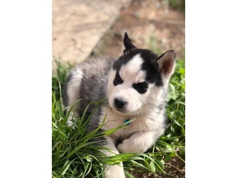 Sibirya kurdu husky