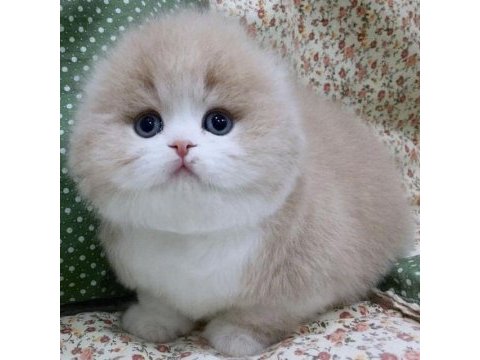 Scottish fold yavrularımız evinizin neşesi olacaktır