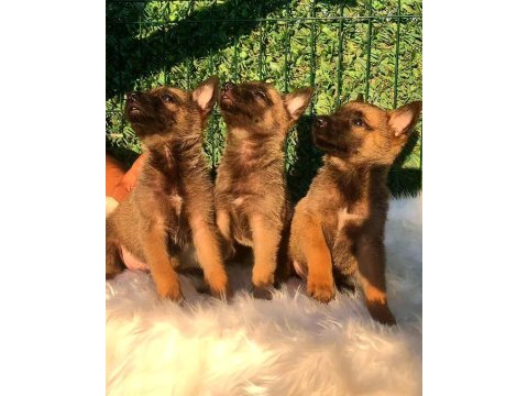 Orjinal belçika malinois yavrular