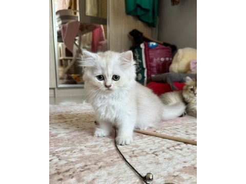 Sağlıklı ve oyuncu british longhair bebekler