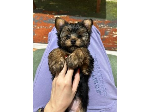 Terrier yorkshire