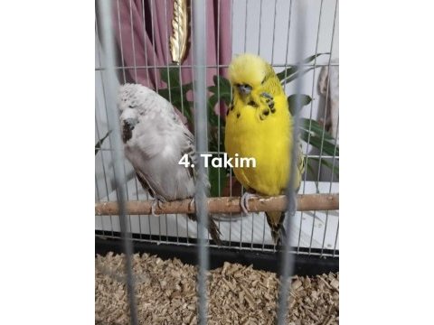 Show jumbo ve jumbo muhabbet kuşu