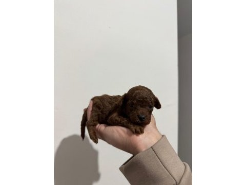 Kore poodle